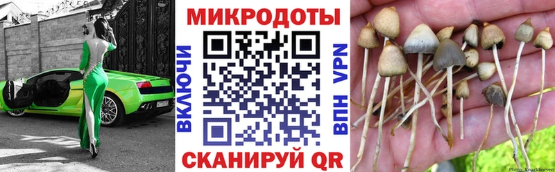 наркота  Западная Двина  Псилоцибиновые грибы мицелий 